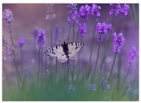 Sklenený obraz - Motýľ v levanduli (70x50 cm)