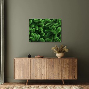 Sklenený obraz - Vetvičky ihličnanu (70x50 cm)