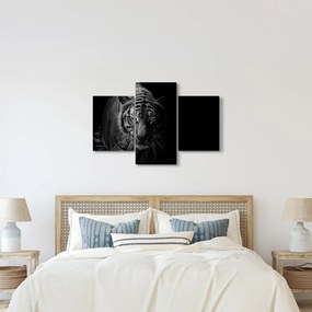 Obraz divokého tigra (90x60 cm)