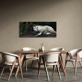 Obraz - Tiger albín (120x50 cm)