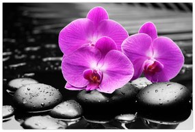 Obraz - Fialové orchidey (90x60 cm)