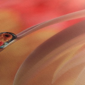 Obraz kvetinové kvapky rosy (120x50 cm)