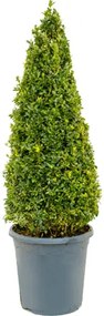 Buxus sempervirens pyramid 26x90 cm