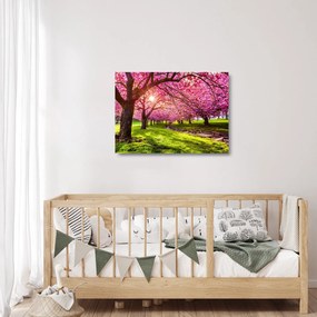 Sklenený obraz rozkvitnutých čerešní, Hurd Park, Dover, New Jersey (70x50 cm)