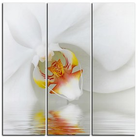 Obraz na plátne - Detailný záber bielej orchidey - štvorec 3223B (75x75 cm)