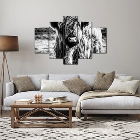 Obraz - Highland - Škótska krava (150x105 cm)