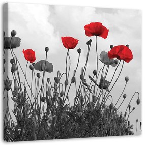 Gario Obraz na plátne Červené kvety maku Rozmery: 30 x 30 cm