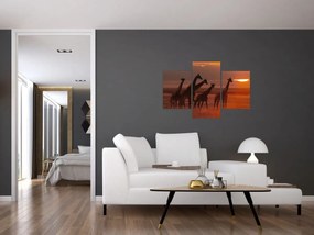 Obraz - Žirafy v africkej savane (90x60 cm)