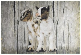Šedá podlahová rohožka kozliatka - 75 * 50 * 1cm