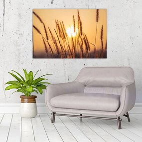Obraz - Traviny na slnku (90x60 cm)