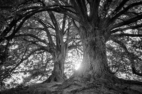 Obraz čiernobiele majestátne stromy Varianta: 120x80