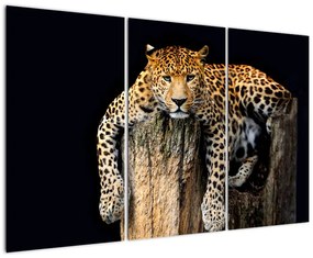 Leopard, obraz