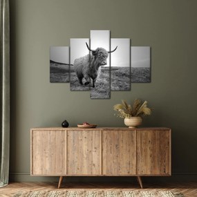 Obraz - Škótska krava, čiernobiela (150x105 cm)