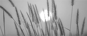 Obraz - Lúka pri západe slnka (120x50 cm)