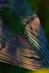Fotografia Close-up of spider on web,France, Minh Hoang Cong / 500px, (26.7 x 40 cm)