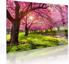Sklenený obraz rozkvitnutých čerešní, Hurd Park, Dover, New Jersey (70x50 cm)