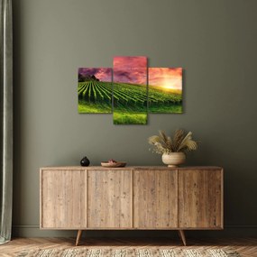 Obraz vinice s farebným nebom (90x60 cm)