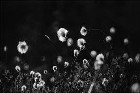 Obraz - Lúka s cottongrass N⁰1 (90x60 cm)