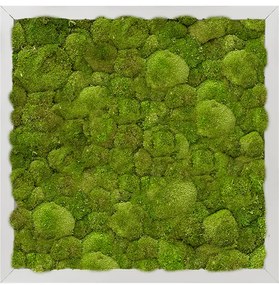 Machový obraz Moss painting hliníkový rám 100% bobky 40x40x6 cm