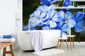 Fototapeta divoké modré kvety - 375x250