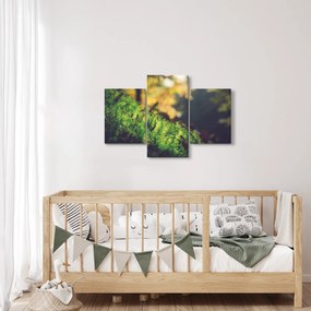 Obraz machu s hubou (90x60 cm)