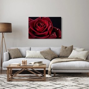 Obraz - Červená ruža (90x60 cm)