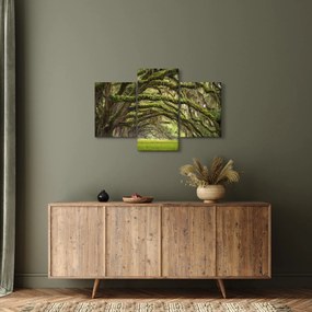 Obraz - Oaks Avenue, Charleston, Južná Karolína, USA (90x60 cm)