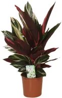 Stromanthe sanguinea Triostar 14x45 cm