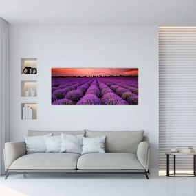 Obraz - Levanduľové pole (120x50 cm)