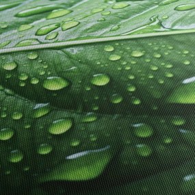 Obraz - Detail listu po daždi (90x60 cm)