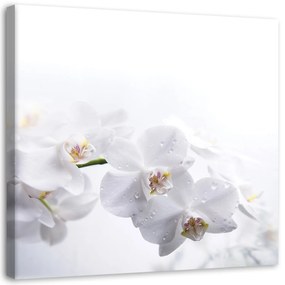 Gario Obraz na plátne Biele orchidey na bielom pozadí Rozmery: 30 x 30 cm