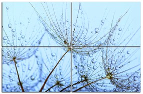 Obraz na plátne - Pampeliškové semienka s kvapkami vody 1202E (150x100 cm)