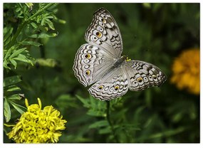 Sklenený obraz - biely motýľ (70x50 cm)