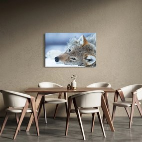 Obraz - Vlk (90x60 cm)