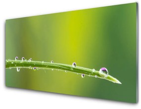 Skleneny obraz Kvapka rosy na tráve 100x50 cm