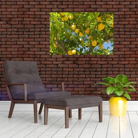 Obraz - Citrónovník (90x60 cm)