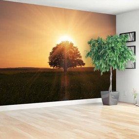 Fototapeta Vliesová Strom východ slnka 250x104 cm