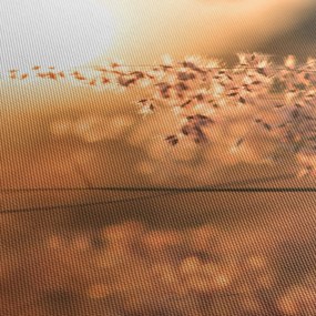 Obraz - Tráva na slnku (120x50 cm)