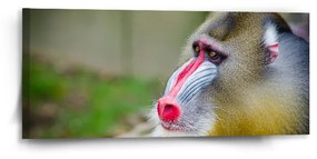 Sablio Obraz Mandril - 110x50 cm