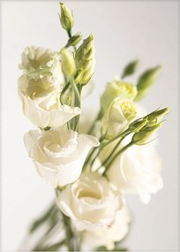 Plagát Elegant Flowers