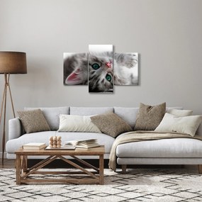 Obraz - Mačka so zelenými očami (90x60 cm)