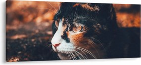 Obraz - Pohľad mačky (120x50 cm)