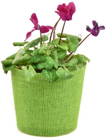 Květináč zelený s igelitovou vložkou - 15 x 13 cm