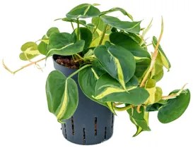 Philodendron grand brasil hanger 15/19 cm v 40