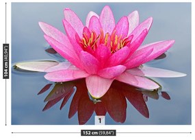 Fototapeta Vliesová Ružový lekno 416x254 cm