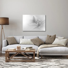 Obraz - Jemná ľalia (70x50 cm)