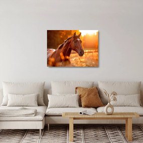 Sklenený obraz - Kôň v západe slnka (70x50 cm)