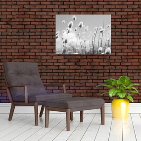 Obraz - Boho bunny tail grass (70x50 cm)