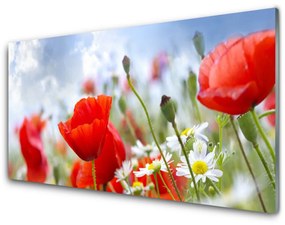 Skleneny obraz Maky sedmokrásky kvety 100x50 cm
