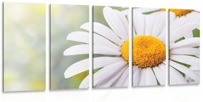 5-dielny obraz kvety margarétky Varianta: 100x50